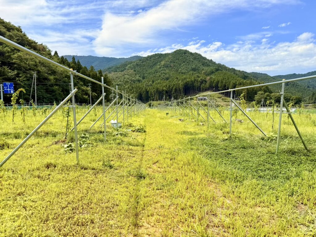 モリウミアス マリン&フード(ブドウ畑)