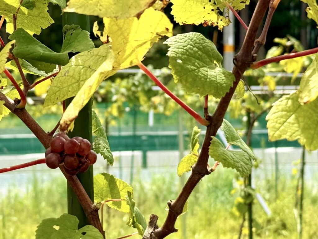 モリウミアス マリン&フード(ブドウ畑)