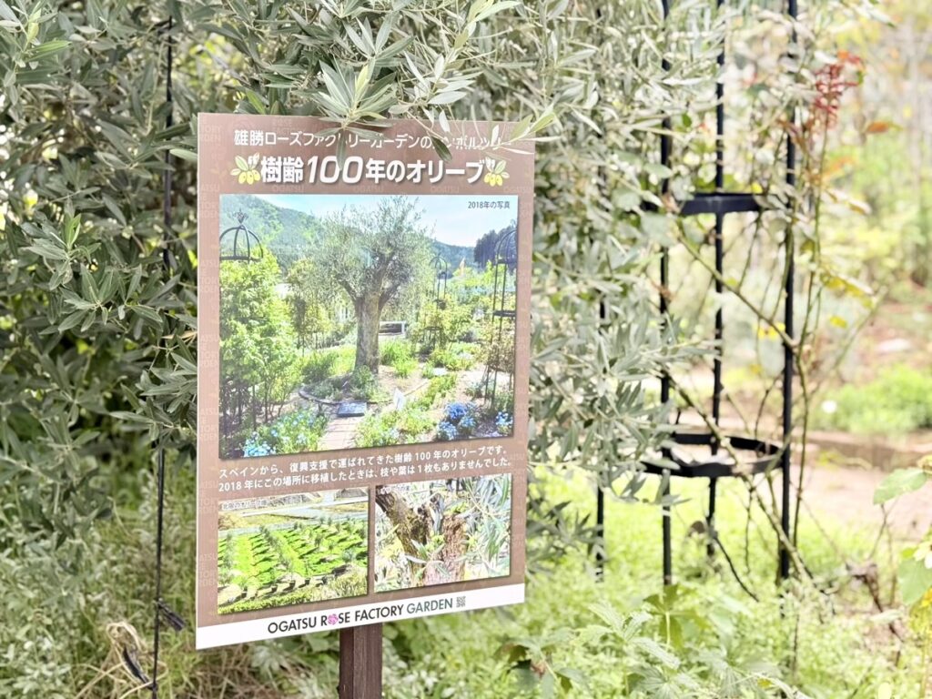 雄勝ローズファクトリーガーデン(樹齢100年のオリーブ)