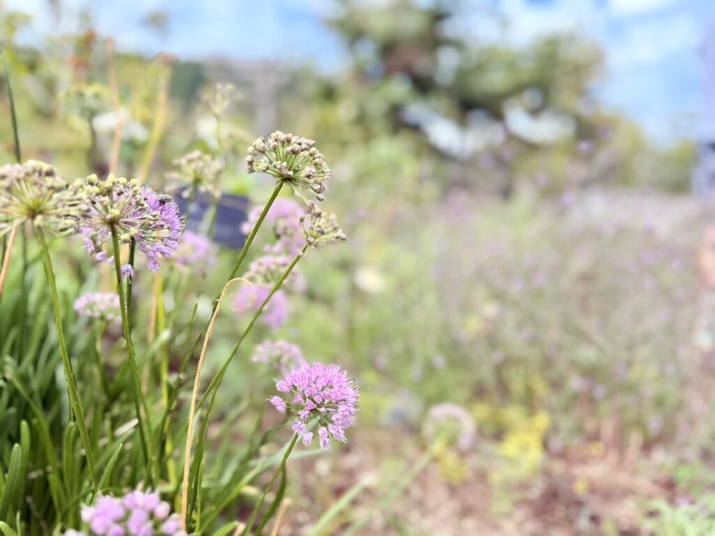 雄勝ローズファクトリーガーデン