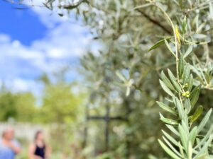 雄勝ローズファクトリーガーデン（オリーブ）