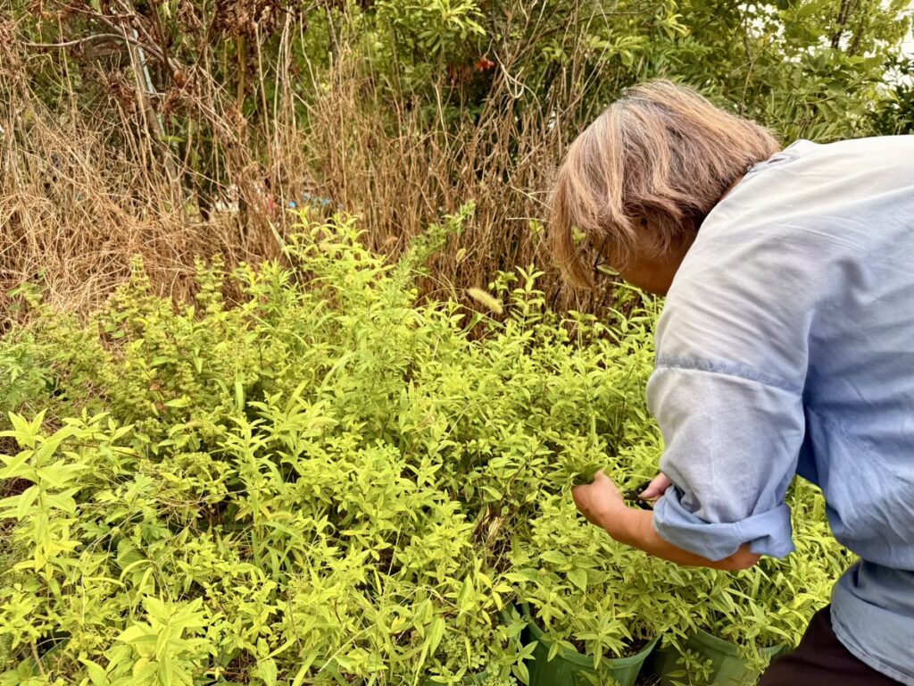 徳水利枝さん(雄勝花物語代表理事)