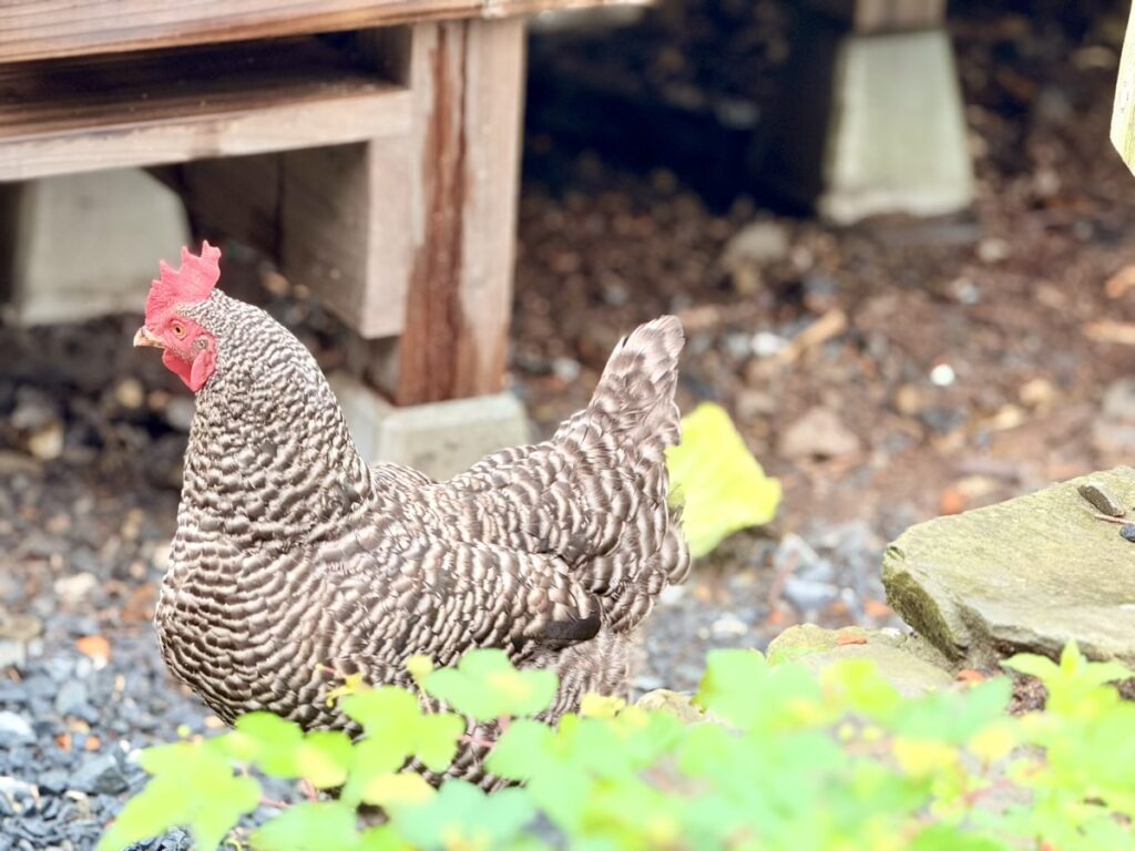 MORIUMIUS(旧桑浜小学校)ニワトリ