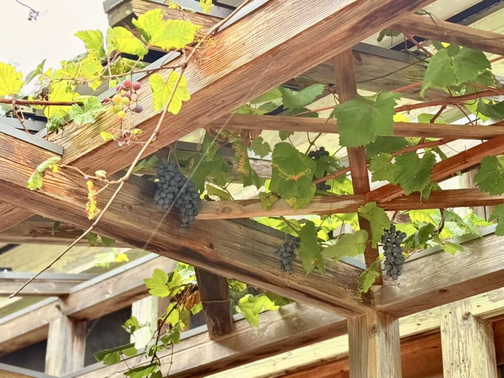 MORIUMIUS(旧桑浜小学校)ブドウ