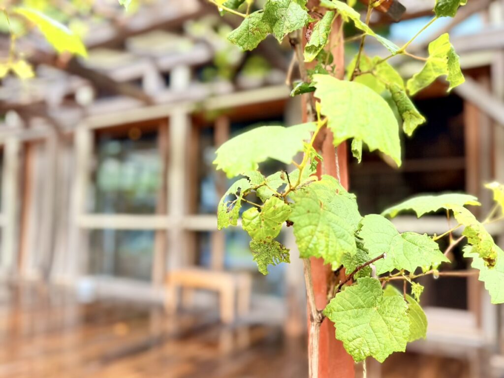 MORIUMIUS(旧桑浜小学校)