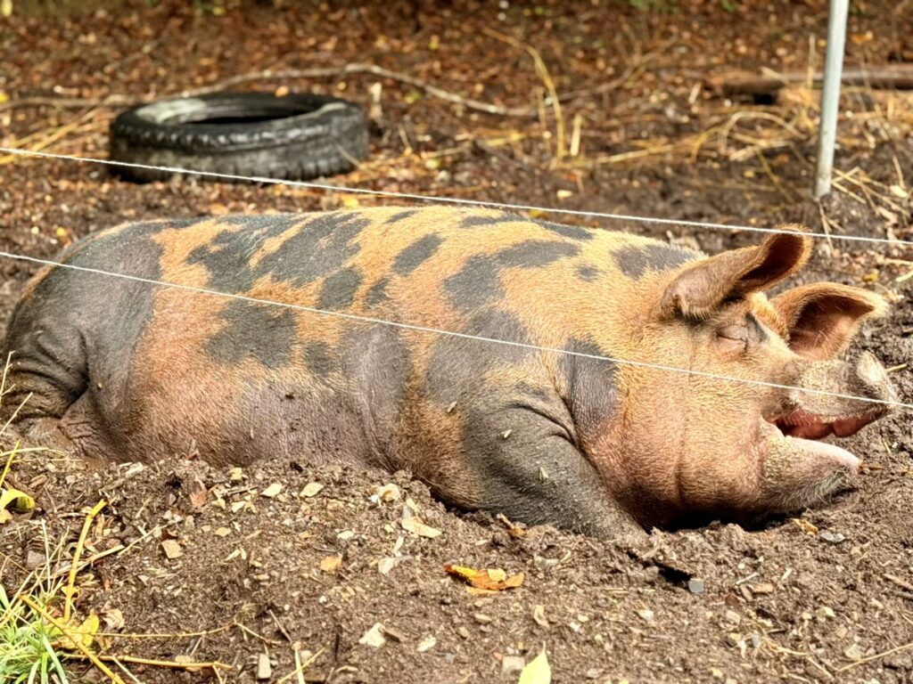 MORIUMIUS(旧桑浜小学校)ブタ