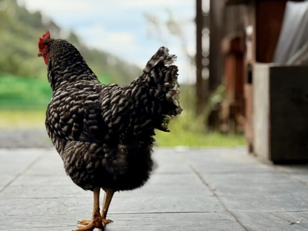 MORIUMIUS(旧桑浜小学校)ニワトリ