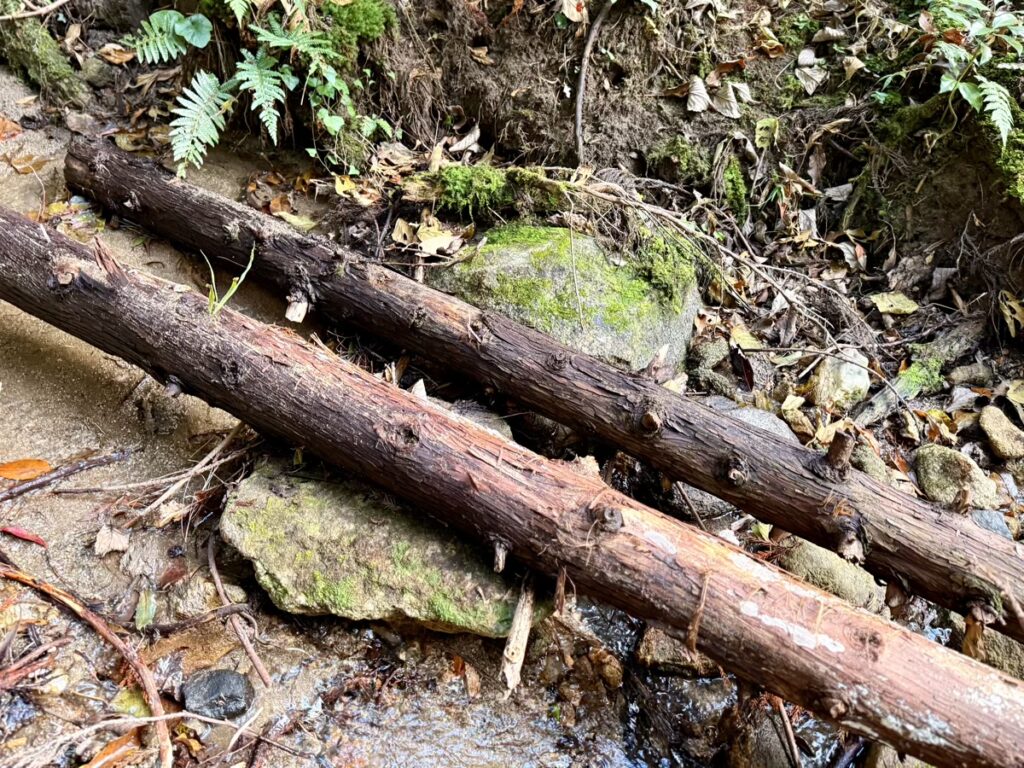 森とふれあうワークショップ 森の中