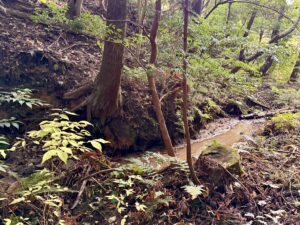 森とふれあうワークショップ 森の中の沢
