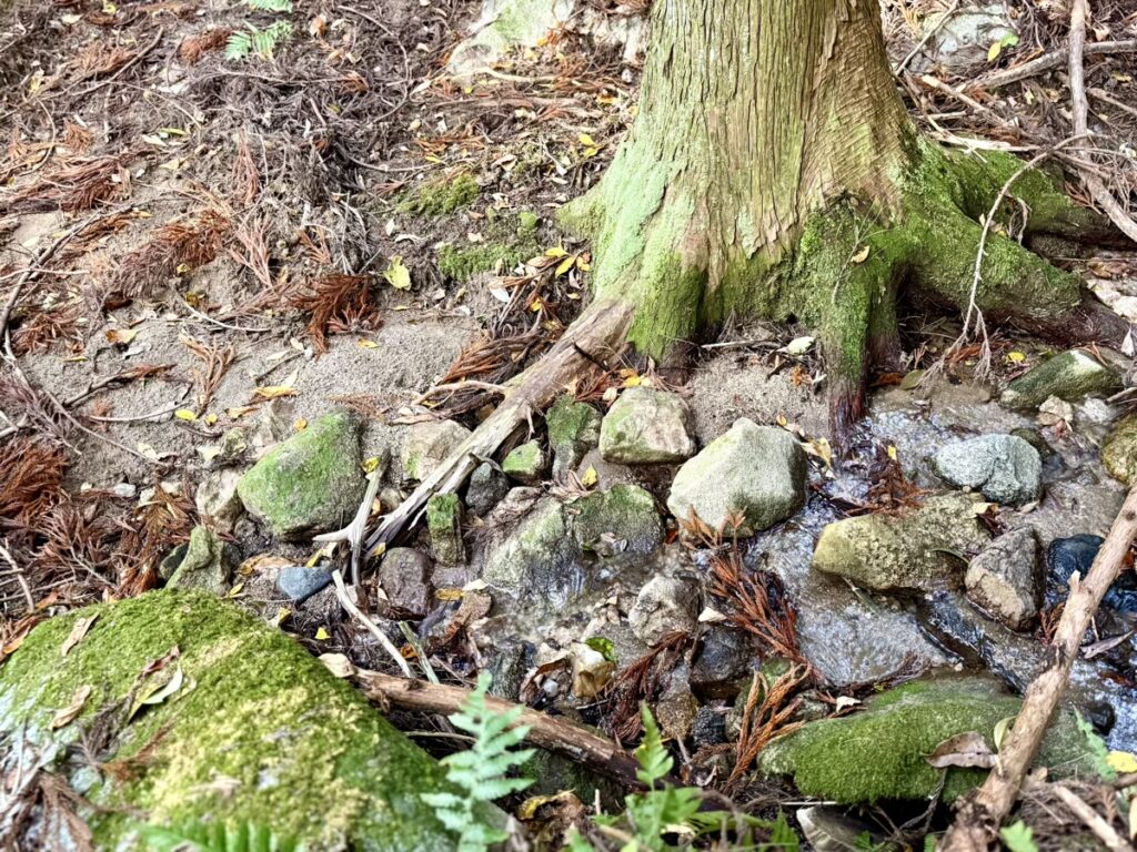 森とふれあうワークショップ 森の中
