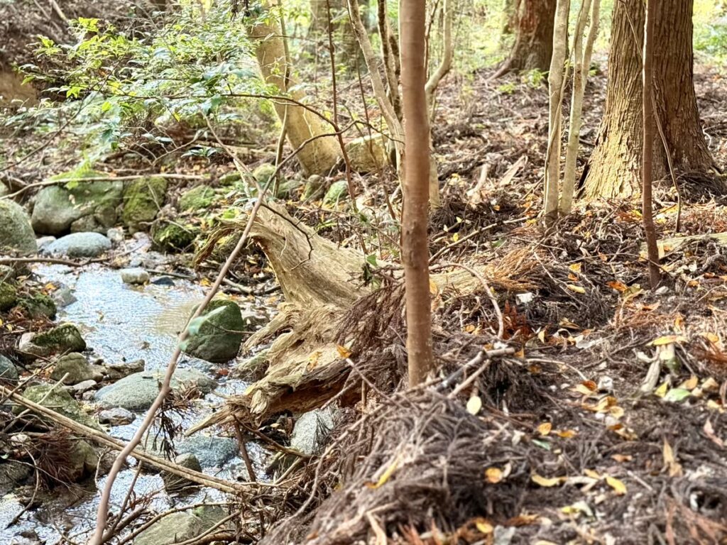 森とふれあうワークショップ 森の中