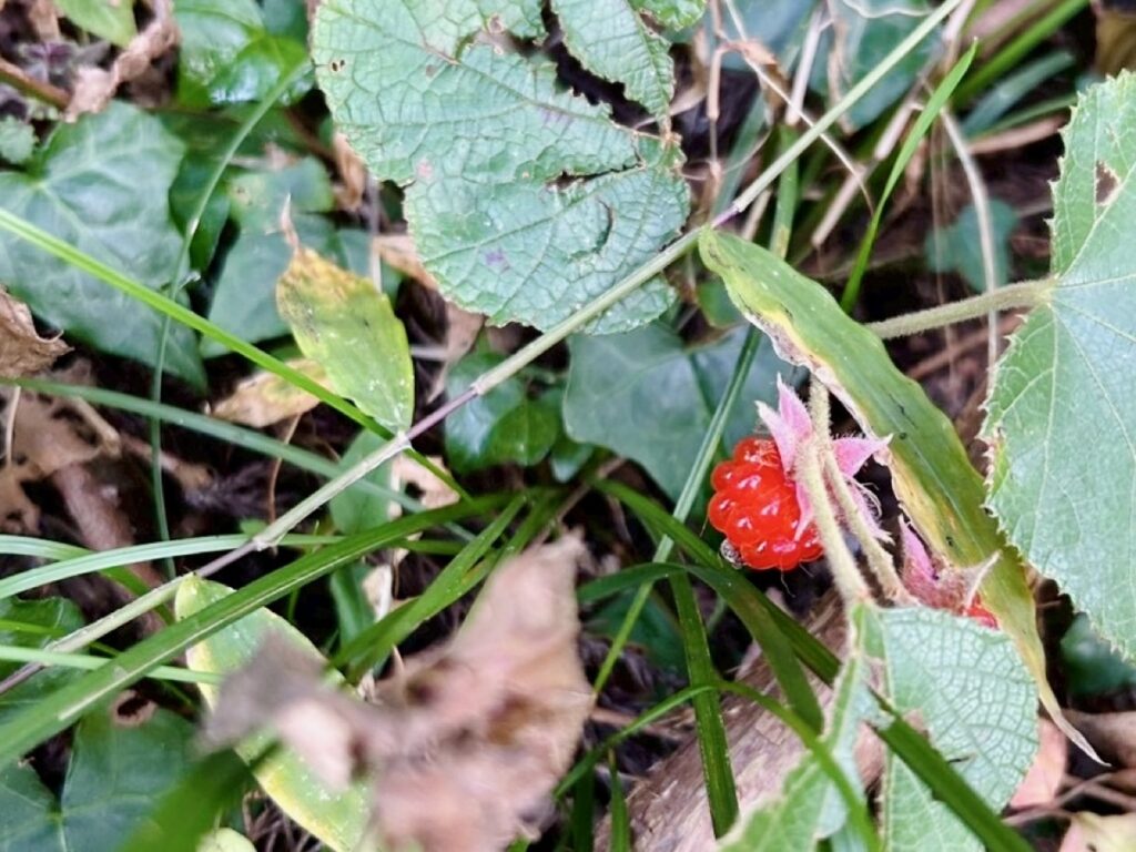 森とふれあうワークショップ 森の中