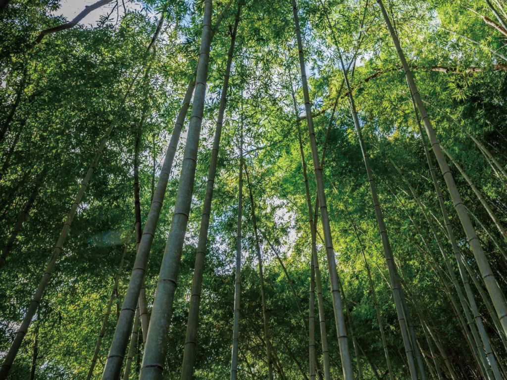 【宮城】語りを結ぶ一日― 大林寺と〈風の沢〉で出会う、栗原の現在地 ―